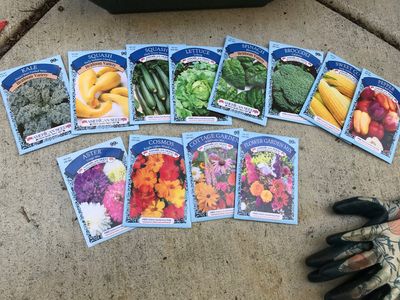 We Compared Dollar Store Seeds With $5 Premium Seeds — Does Paying More Matter?