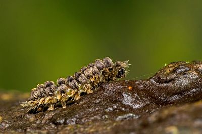 That “Fuzzy” Caterpillar in the Garden Isn’t One You Should Pick Up