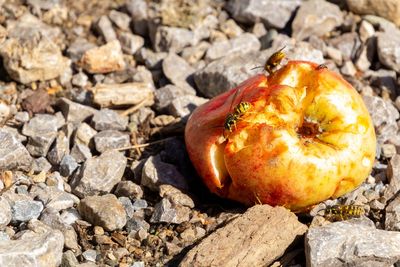 Yellowjackets Get More Aggressive Around Food in Fall — Here’s What Gardeners Should Know