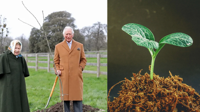 How a Queen Elizabeth tree initiative became a nationwide 3 million tree tribute