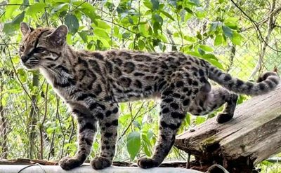 Meet the Tilcayo: Why a 3-Pound Bolivian Cat Is the First New Feline Species in Over a Century