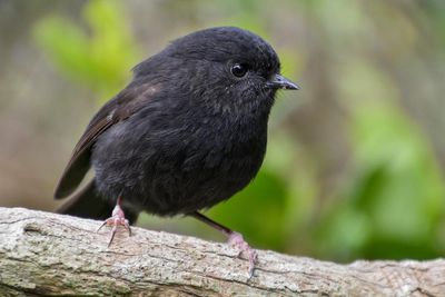 The black robin, once down to just a single breeding pair, wins NZ bird of the year