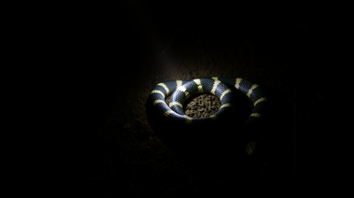 India's Common Krait Bites at Night and Its Venom Is So Painless Victims Sleep Through the Snakebite