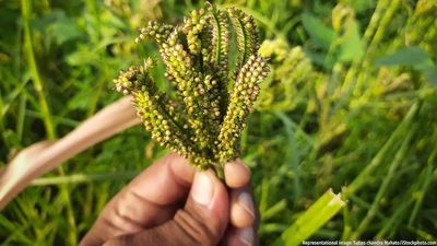 How deficient rainfall is affecting ragi farmers in Karnataka’s Mandya