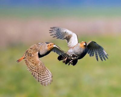 Country diary: The biggest burst of partridges I’ve seen on the farm. We must be doing something right