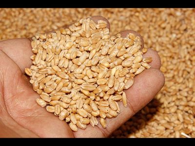 The Other Hormuz: Black Sea blockade threatens a food supply shock