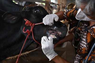 Rabies Shots Recommended for Nine People, Including Two Children, After Minnesota Cow Was Treated Bare-Handed Before Diagnosis