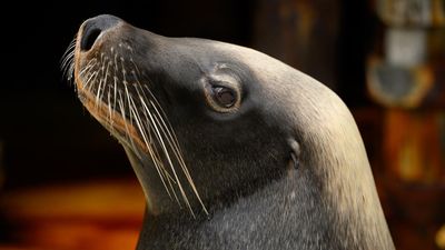 'Devastation' fears as bird flu found in four sea lions