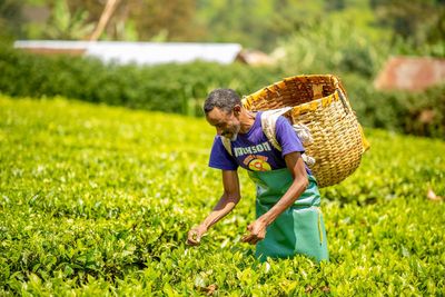 How extreme global weather is causing UK tea prices to surge