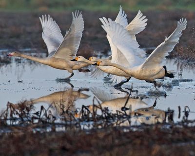 Exhausted by optimisation, I’m seeking solace in the past. As Sibelius’s swans soar skywards, so do my spirits