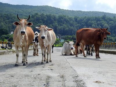 SC to set up special bench to hear NHAI plea against direction to build shelters for stray cattle