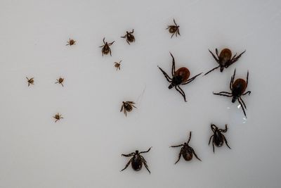 Europe’s worst disease-carrying bug prefers to hunt at night, study reveals