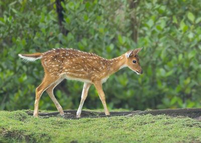 Maryland Hunter Arrested for Killing Mom of Five After Allegedly Mistaking Her for a Deer