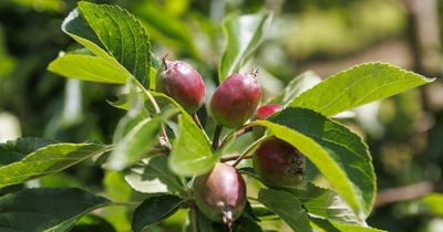 People in England and Wales turn to Scottish food producers amid drought