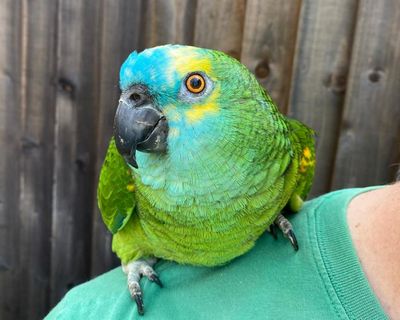 The pet I’ll never forget: Bud, the parrot with a crisp addiction who was too fat to fly