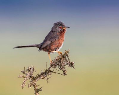 Weatherwatch: wildfires driven by global heating destroy UK bird habitats