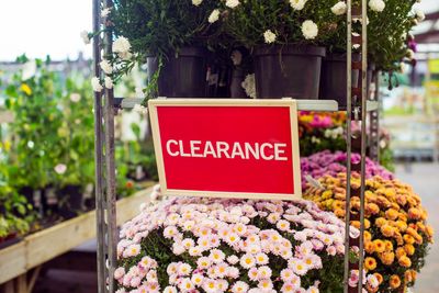 The Garden Center Is Clearing Out Plants — Which Fall Bargains Are Actually Worth Buying?