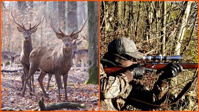 74-year-old Delaware man says he was shooting a deer. He fatally shot a woman instead