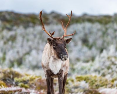 Millions of dollars in funding but still no plan: can Quebec save its caribou from extinction?