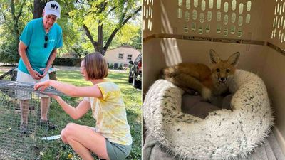 At 78, Nashville songwriter Jerry Vandiver rescues foxes with mange; 60+ treated this year