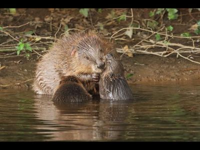 England used 2 reintroduced beaver pairs to solve flash flooding across a 12km river catchment; the result transformed flood-prone valleys into resilient wetland buffers