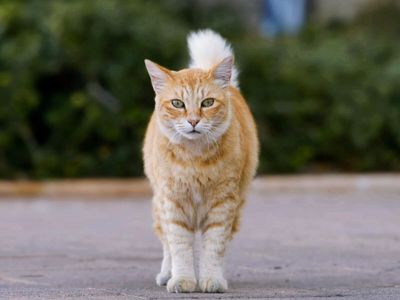 No signal underground: Scientists challenge a decades-old idea about how quantum reality breaks down. Schrödinger’s cat has a new problem