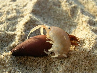 Tiny shrimp-like creatures are moving 110 pounds of sand per meter of California beach every day, scientists say they may be reshaping the coast