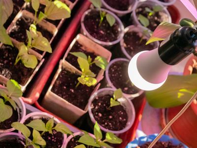 Is Starting From Seed Still Cheaper Than Buying Plants? Let’s Do the Math