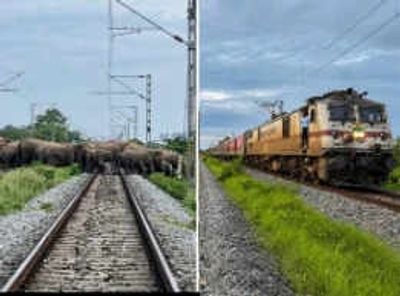 Rajdhani Express forced to stop in Assam, but not because of tech issue: Train waits as herd of elephants, including young calves, crosses railway tracks