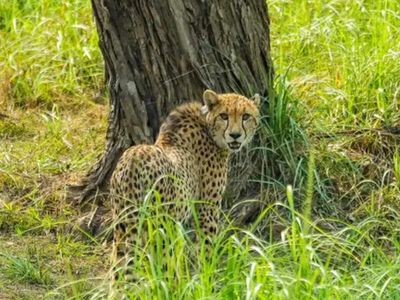 Gaurav, 10-year-old Namibian cheetah, dies at Kuno National Park: Rescued from the wild after showing weakness, muscle wasting and dehydration