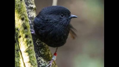 Endangered Black Robin aka 'Karure' named New Zealand's 2026 Bird of the Year