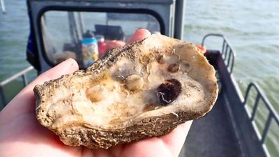 Texas recycled 650,000 pounds of discarded oyster shells to rebuild 4.5 acres of reef