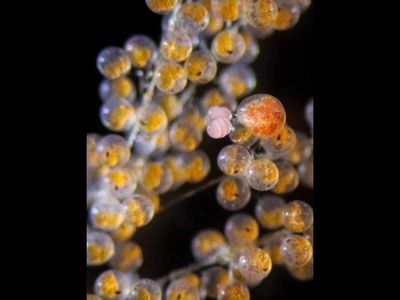 Crab egg predator found for the first time off US Pacific Coast: Tiny crustacean living on crab eggs has scientists worried about California fisheries