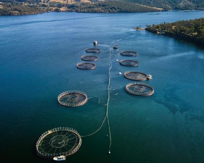 More than 150,000 underwater explosives used to deter seals at Tasmanian salmon farms since 2016
