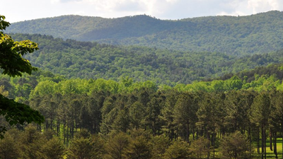 An 8,000-acre South Carolina forest was bought for conservation after drawing developer interest