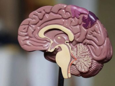 Your brain may be one organ today, but scientists have uncovered a hidden split that may date back more than 500 million years