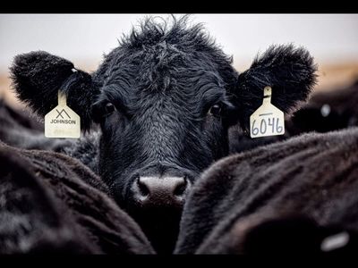 US farmers to get $26.5 million in new grants as USDA backs beef producers and rural businesses across America