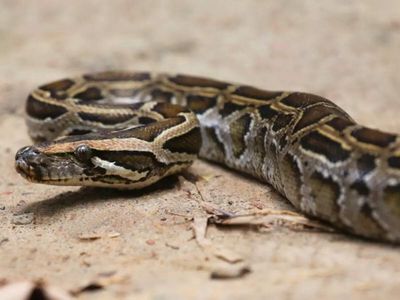 Florida doesn't know where invasive giant Burmese pythons are hiding in the Everglades. So scientists are following the males