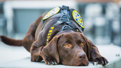 ‘Improper response to the incident’: Pinal County troopers sent canine to maul stroke victim, disturbing bodycam footage reveals