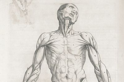 Body Worlds Opens in London as Expert Questions Consent for Sexualised Body Poses