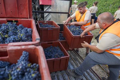 France Is Facing Its Smallest Wine Harvest In Nearly 70 Years. Falling Demand Is Adding To The Pressure To Producers.