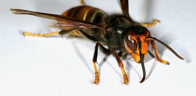 ‘Spring queening’ time will be crucial for finding any surviving yellow-legged hornets