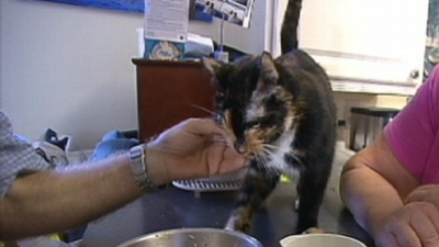 In 2012, Florida cat Holly survived a 190-mile journey and returned home 62 days later