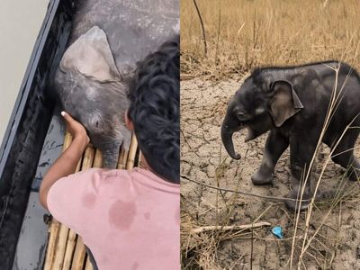 Elephant calf swept 4 km away in raging Teesta rescued by fishermen, pulled into the boat and reunited with mother