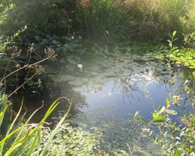 Country diary: A little love at Larkrise has worked wonders for wildlife