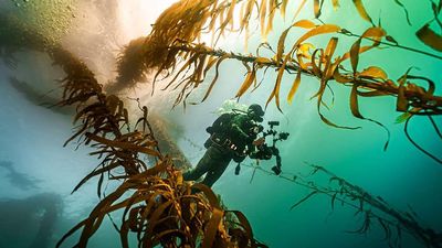 Race on to save imperilled undersea kelp forests