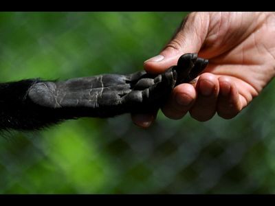 Humans may be transmitting hepatitis B virus to Amazon monkeys, raising questions about deforestation and disease spillover