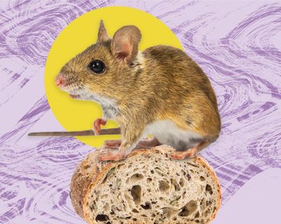 The pest I’ll never forget: I awoke to the sound of my bedroom bin rustling