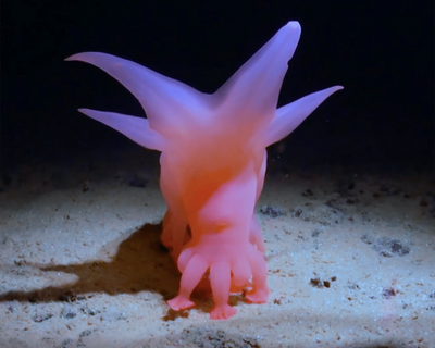 Meet Barbie Pig: new documentary reveals the wonders of life on the Pacific seabed
