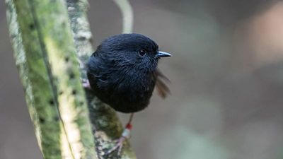 New Zealanders pick robin brought back from near-extinction as Bird of the Year